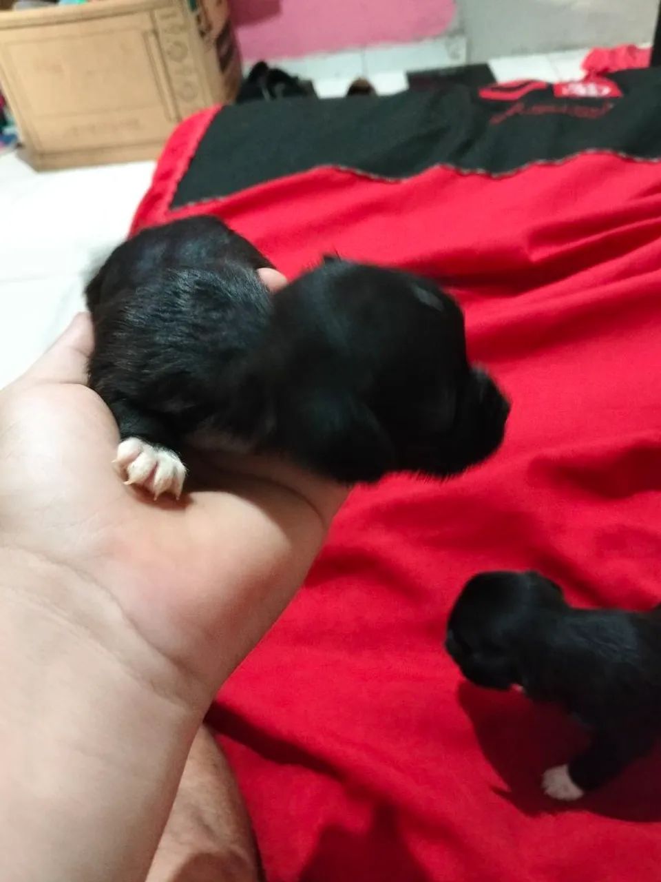 Casal de Lhasa Apso  - Foto 2