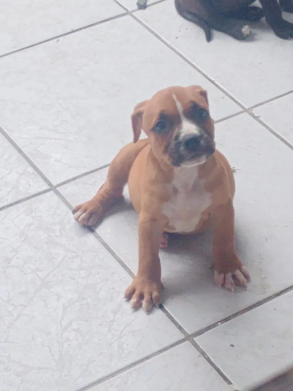 Filhotes de Pitbull  - Foto 2