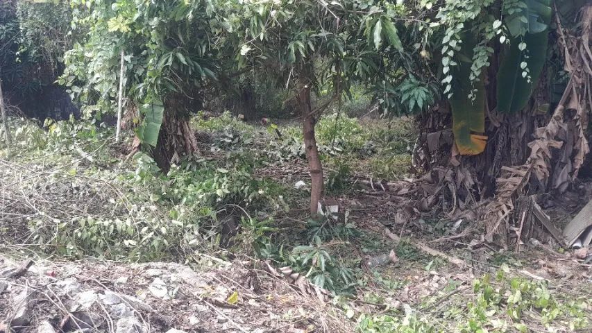Roçagem e jardinagem - Foto 4