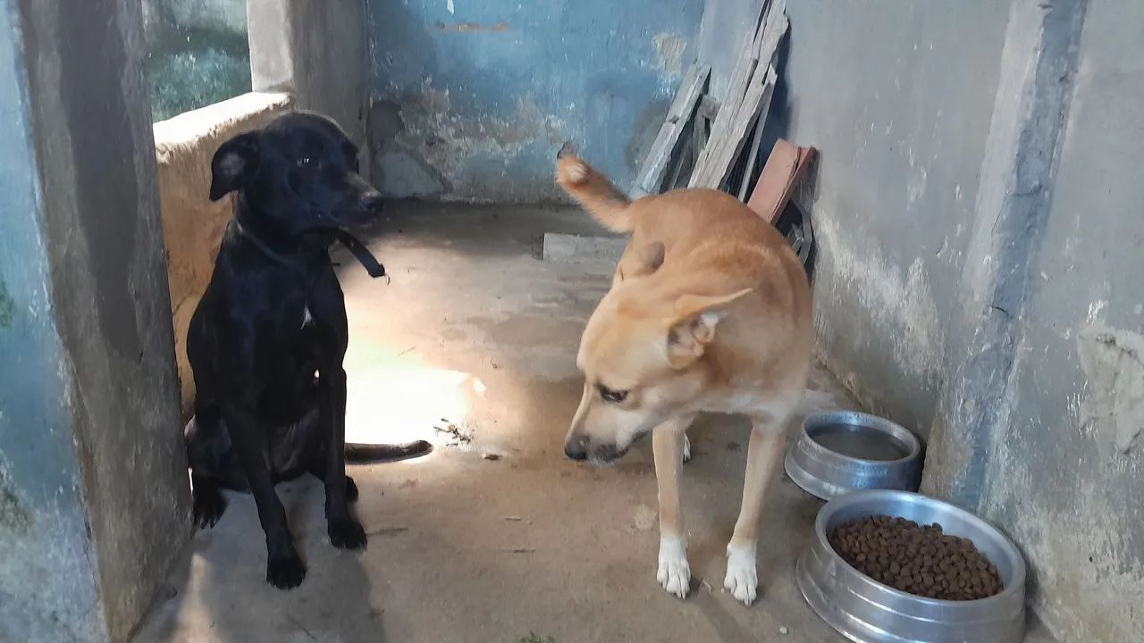 Doação de 2 cachorros 1 Macho e Fêmea 