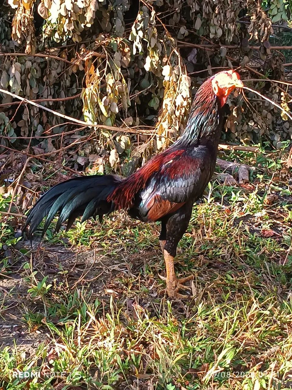 Vendo ou troco galo em galinhas - Foto 2
