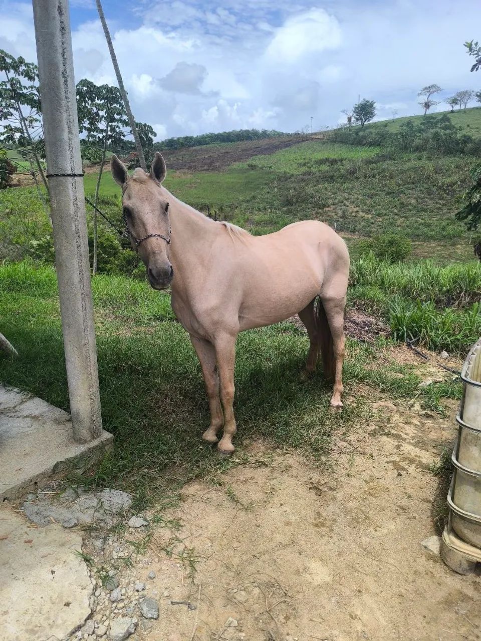 Égua mangalarga macha picada  - Foto 2