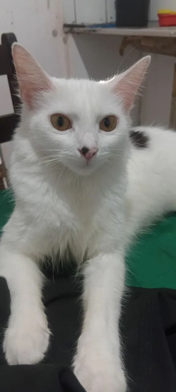 Gato para adoção. - Foto 2