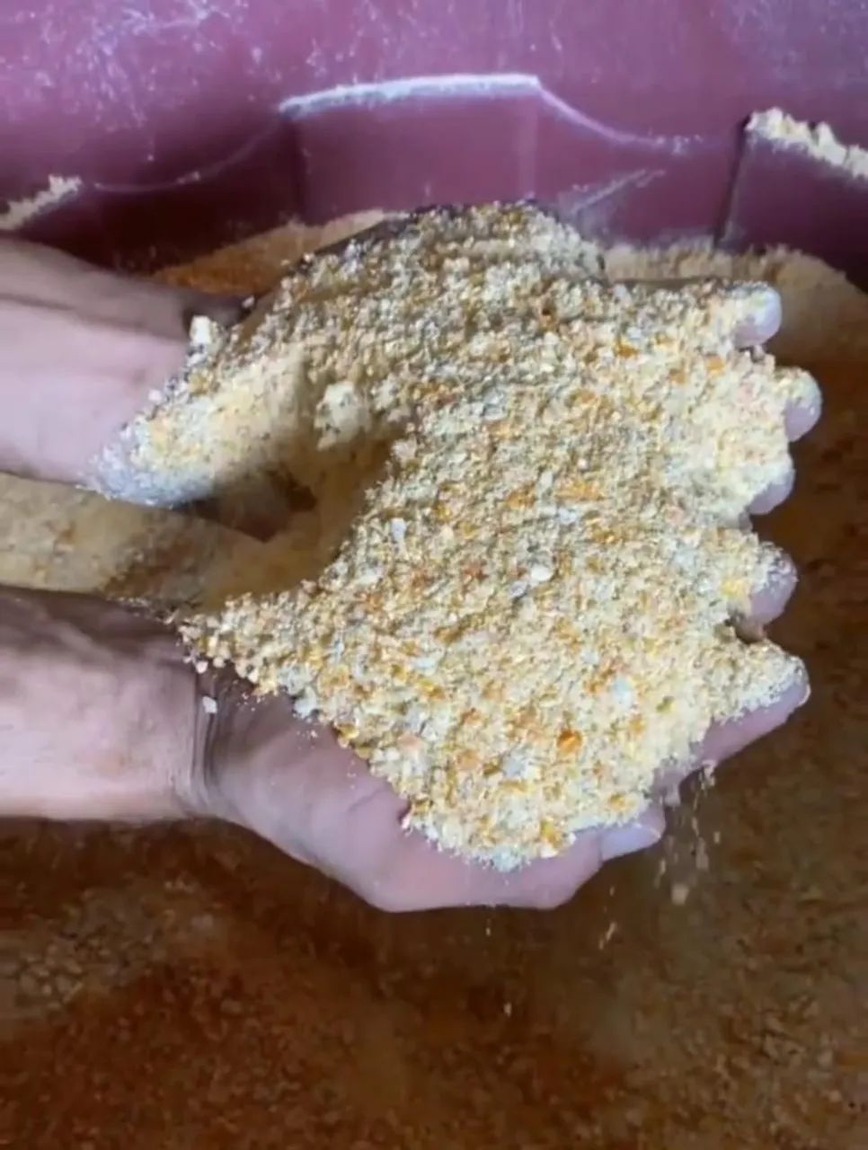 Milho Padrão em sacas de 50 kg e 60 kg direto da Fazenda sem atravessadores - Foto 6