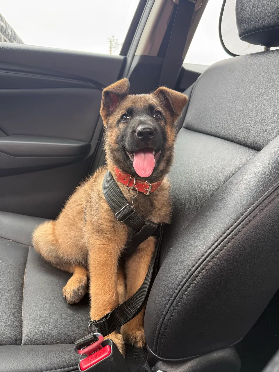 Pastora de Malinois Excelente Linhagem e Temperamento - Foto 2