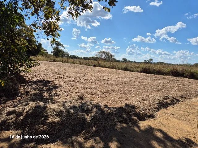 SEMENTES DE CAPIM ANDROPOGON 2026 - Foto 5
