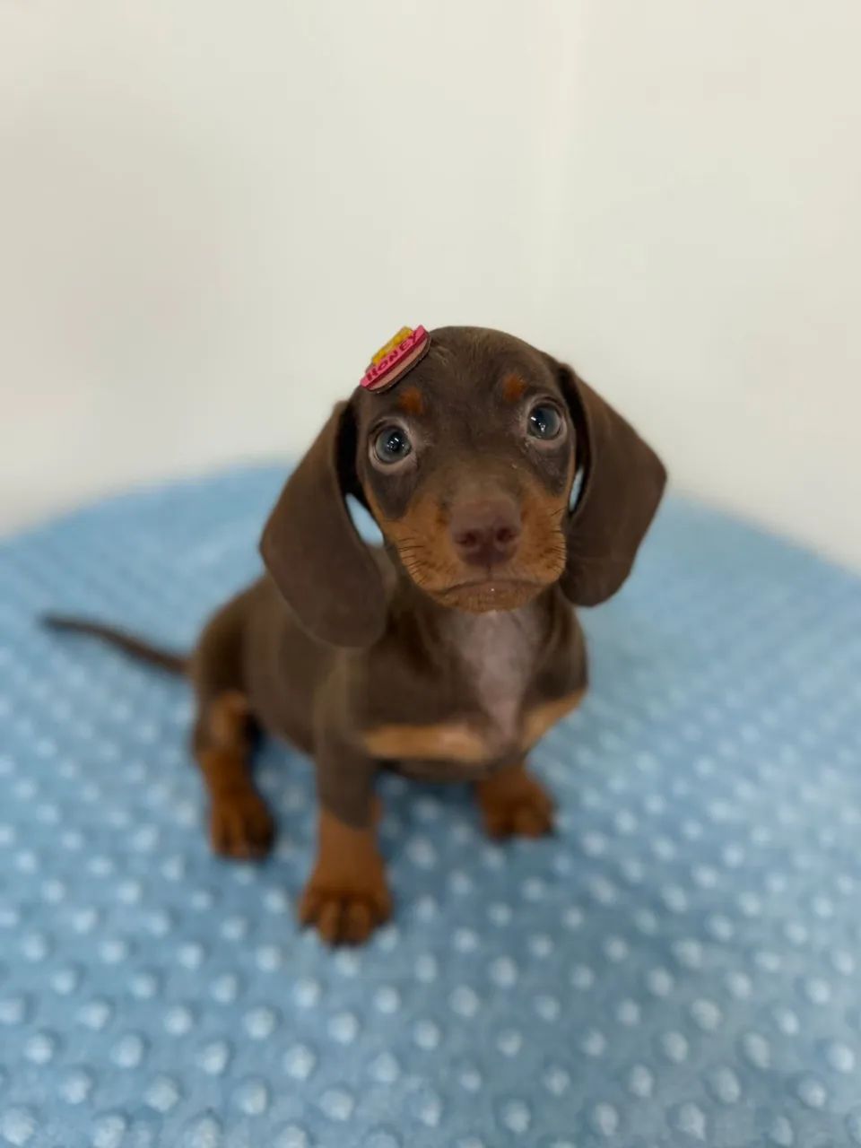 dachshund salsichinha  - Foto 5