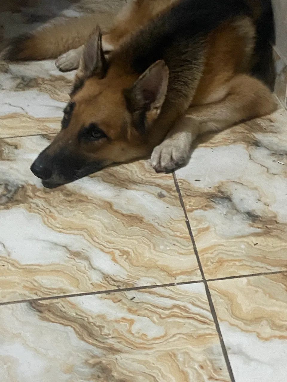 Pastor alemão  - Foto 3