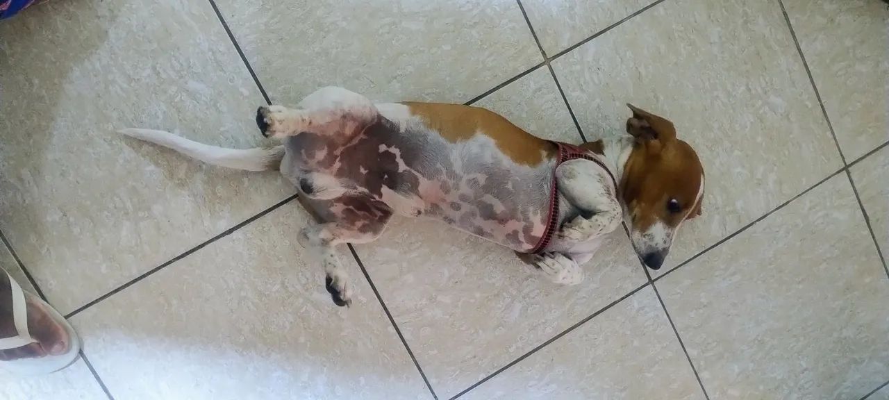 Doação lindo e dócil.  - Foto 4