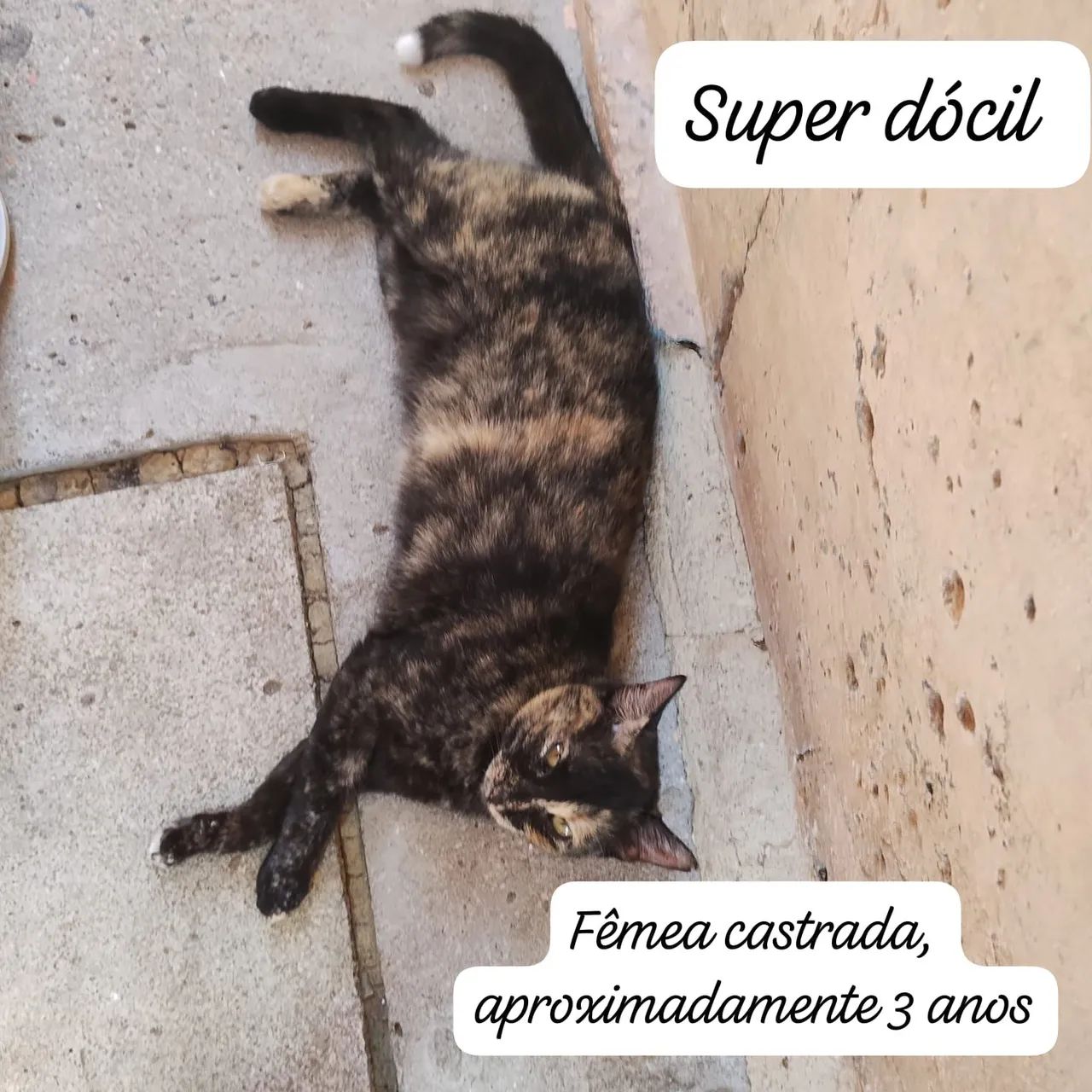 Gatos doação abandonado  - Foto 5