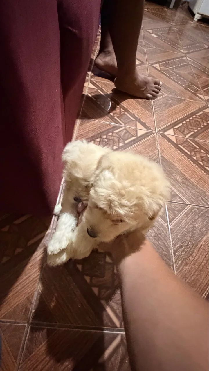 Vendo poodle - Foto 2