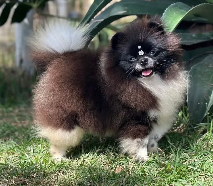 Spitz alemão anão - Foto 2