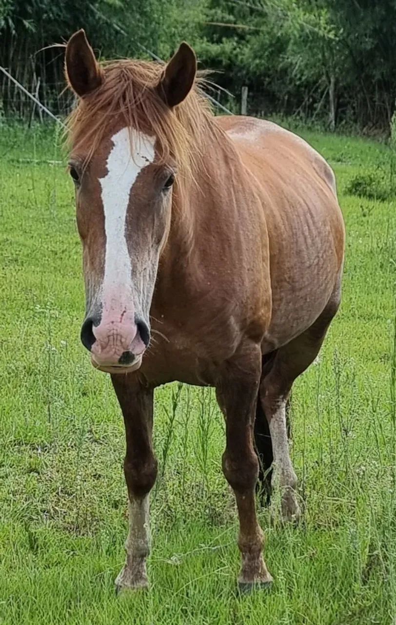 Vendo Égua  - Foto 3