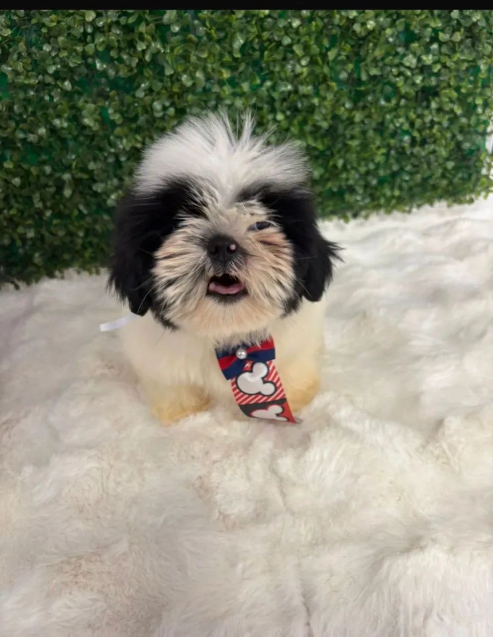 Shitzu pronta entrega  - Foto 4