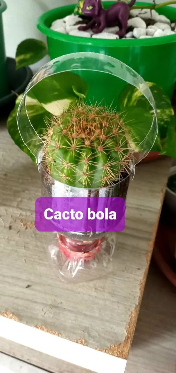 6 PLANTAS POR 40,00  - Foto 4