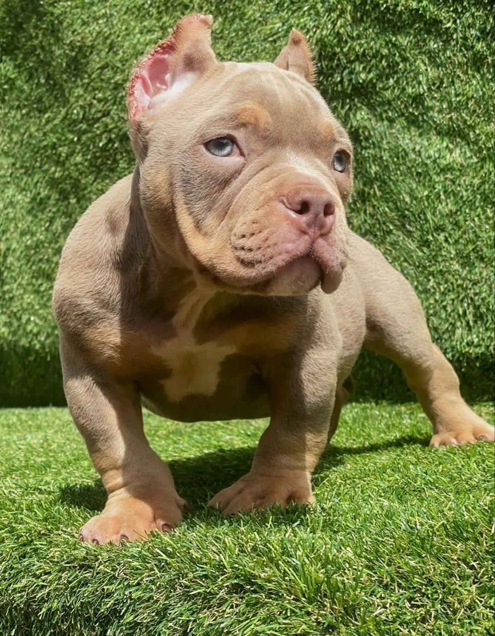 American bully  - Foto 6