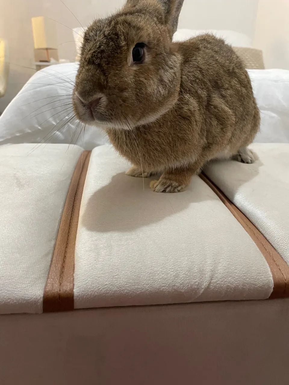 Coelho para adoção macho - Foto 4