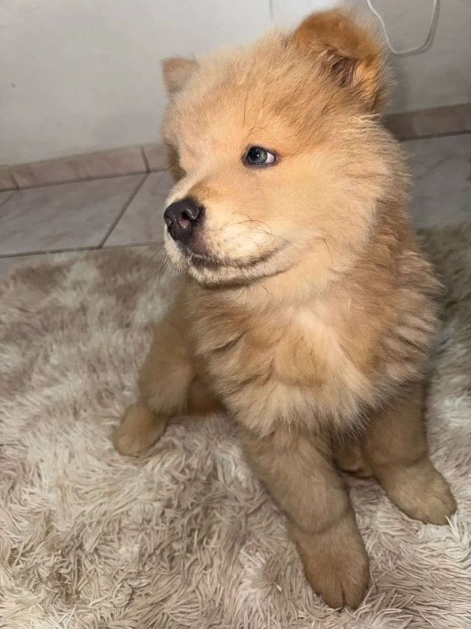 Chow chow macho  - Foto 2