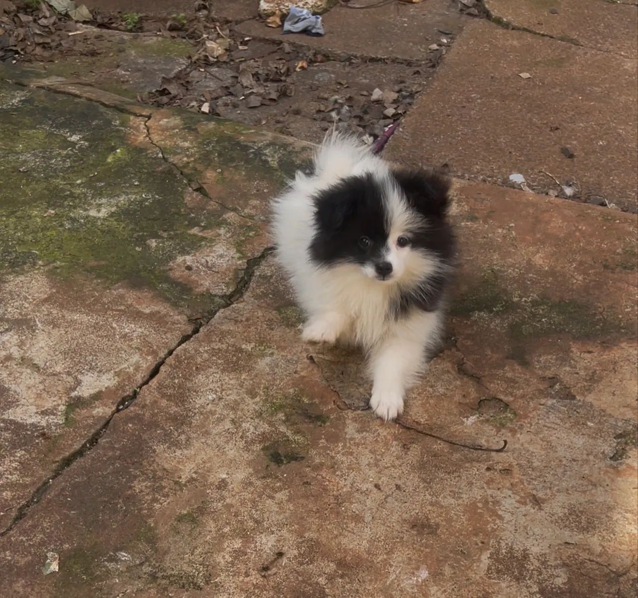 Spitz Alemão Anão  - Foto 3