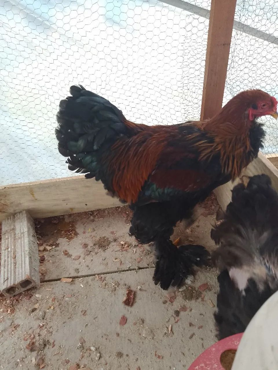 VENDE SE FRANGO.BRAMHA PERDIZ - Foto 4