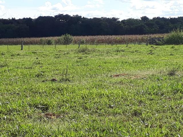 Fazenda Terra de cultura Há 10 km de Arenapolis Mato Grasso - Foto 4
