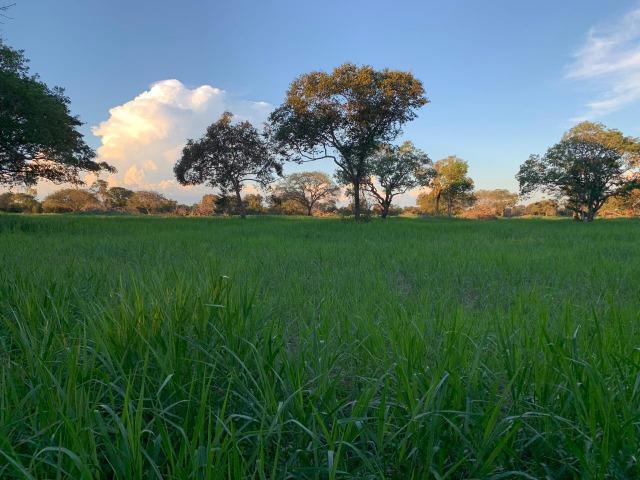 5.000 há (1.033 alq) rica em água com dupla aptidão verde o ano todo - Foto 5