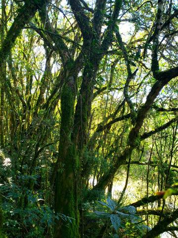 Belo Sítio com 30 hectares as Margens do Rio Canoas, em Rio Rufino - Foto 8