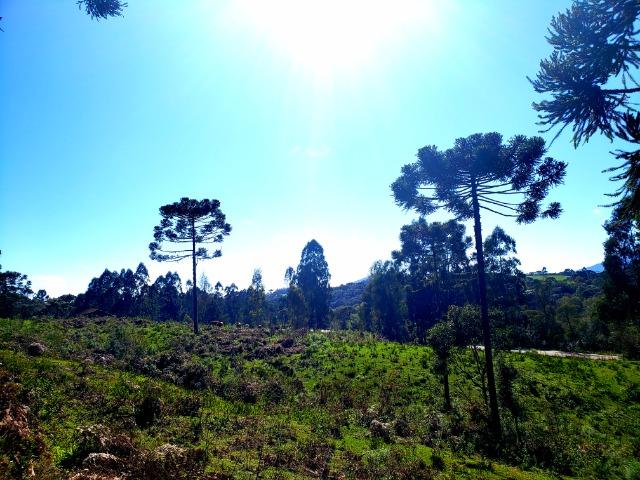 Belo Sítio com 30 hectares as Margens do Rio Canoas, em Rio Rufino - Foto 6