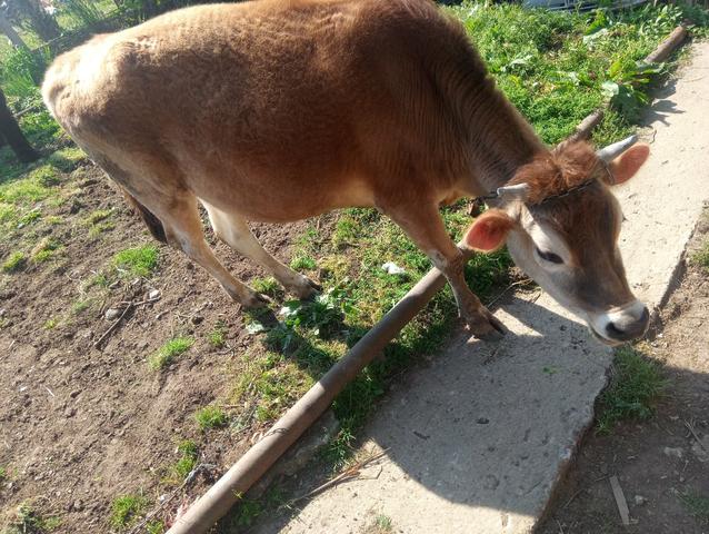 Vaca