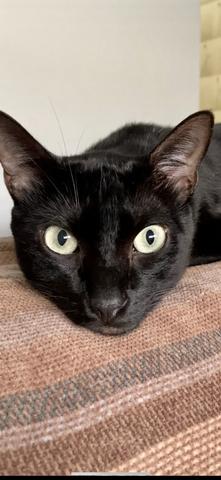 Gato para adoção responsável - Foto 2