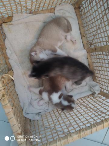 Husky