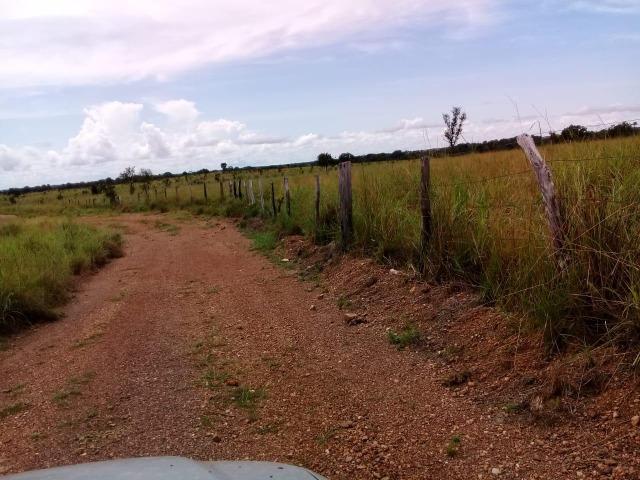 Fazenda de 840 alqs. dupla aptidão Proxima de Dois Irmãos - Foto 9