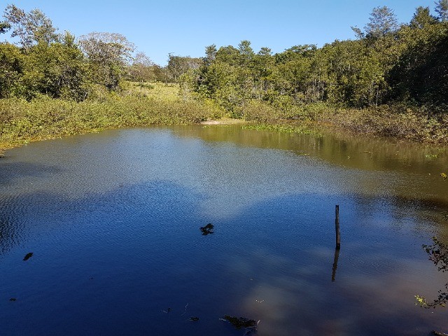 50 hectares a 25 Km de Campo Grande - Foto 3