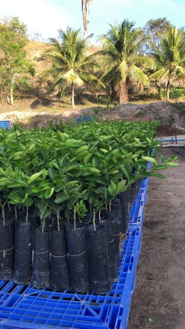 Muda de Limão Tahiti ou taiti exertada No Atacado - Foto 2