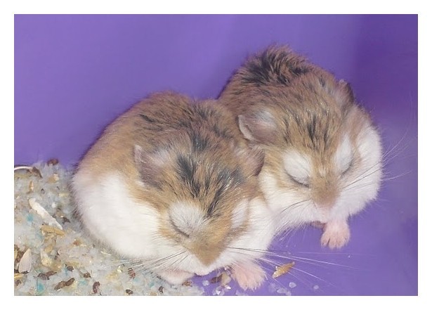 Hamster anão - Filhotes bem pequenos - Foto 6