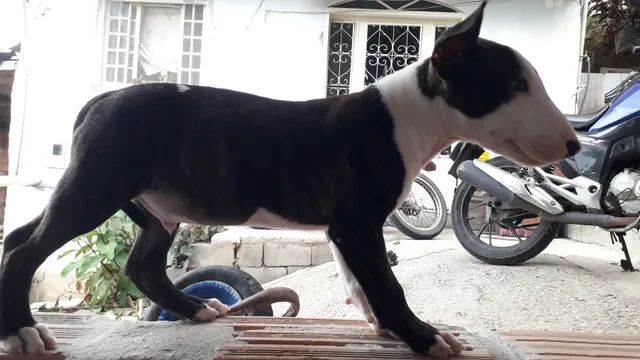 Filhote Bull Terrier Inglês maravilhoso  - Foto 6