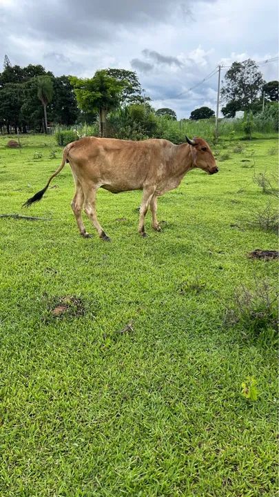 Vende-se vaca  - Foto 4