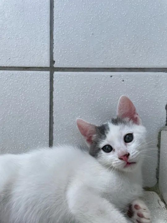 Gatinha branca e cinza de 3 meses - Foto 2