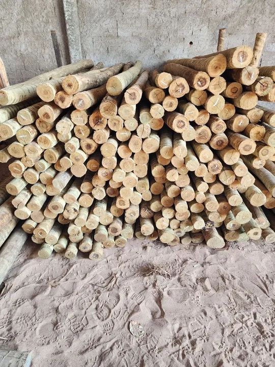 Toras de eucalipto  - Foto 4