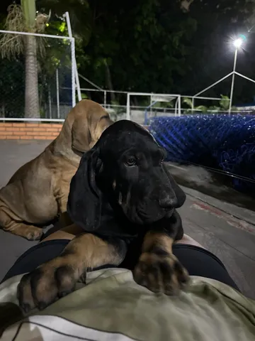 Cachorro fila brasileiro  +528 anúncios na OLX Brasil