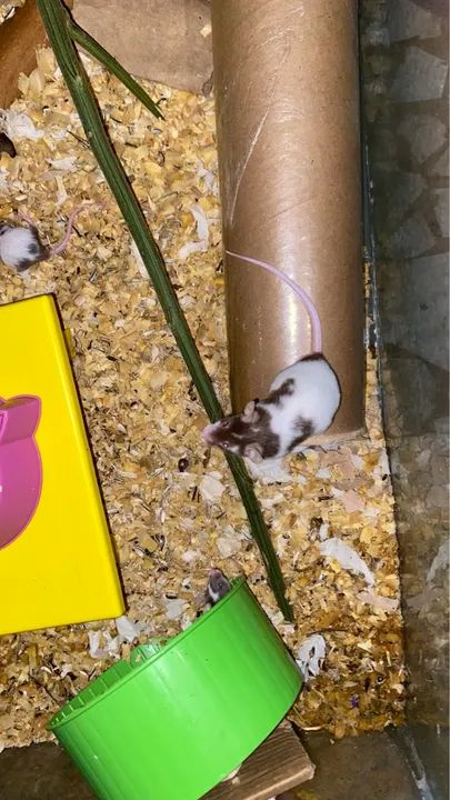 Camundongos e ratos - Foto 2