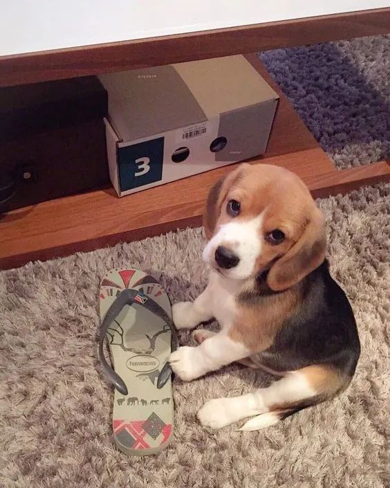 Beagle em até 12x