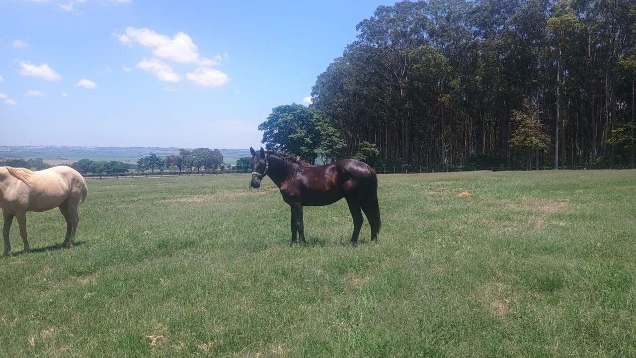 Potro quarta de milho 1.6 meses R$ 2.000 - Foto 3