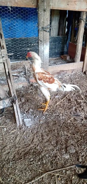 Frangos indio  - Foto 5