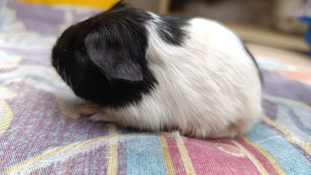 Porquinhos da Índia  - Foto 3