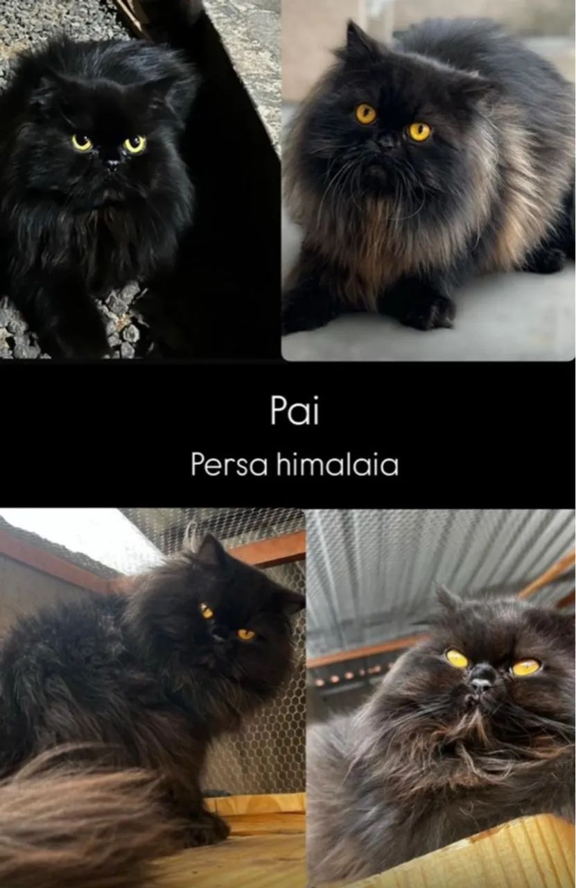 Gatinho Persa - dócil e brincalhão  - Foto 5