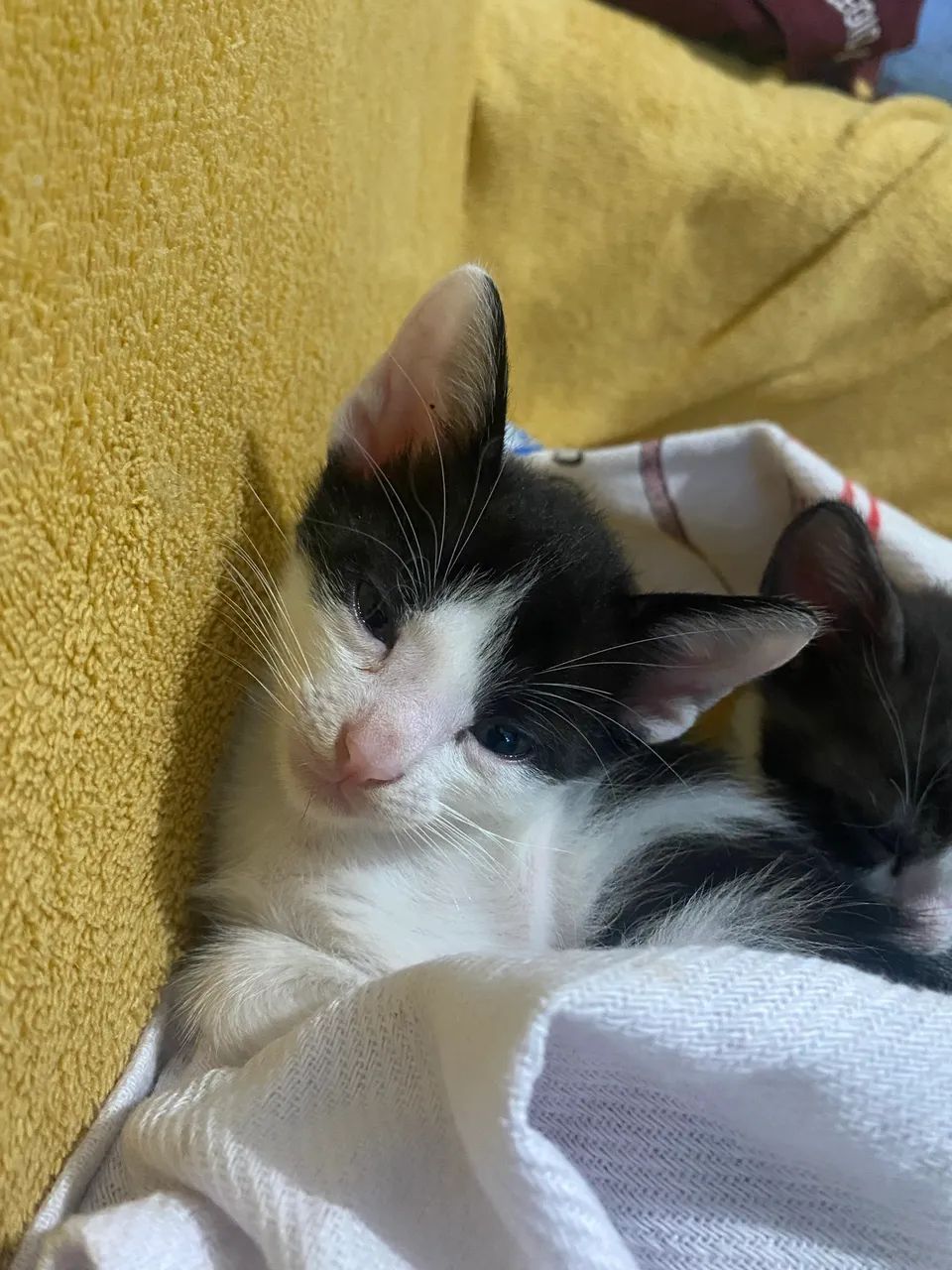 Filhotes gatinhos para doação  - Foto 3