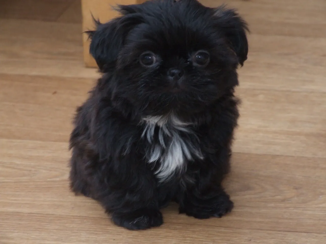 Filhote Shih Tzu Macho - Pelúcia Negra