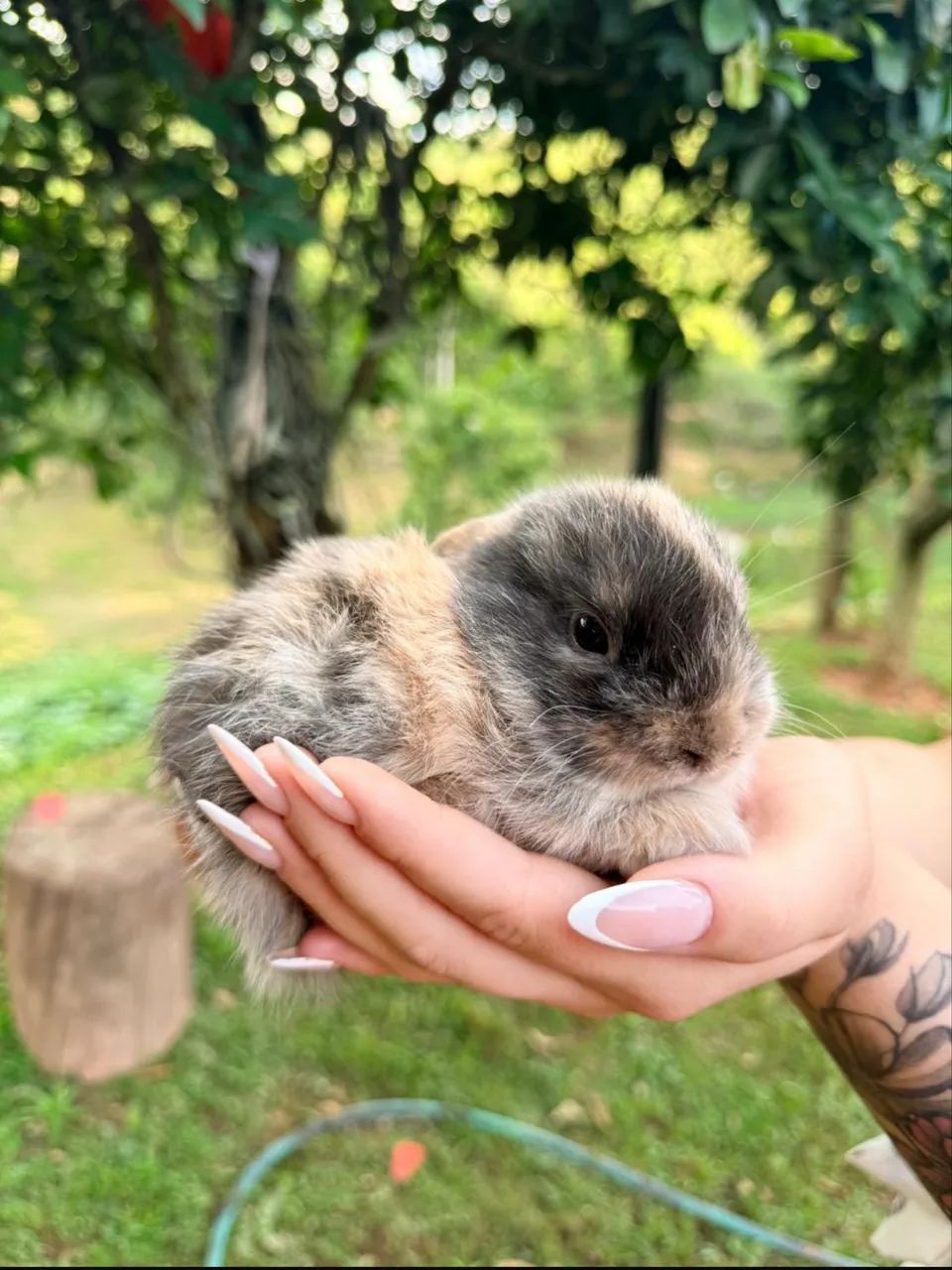 Vendo mini coelhos mini loop  - Foto 3