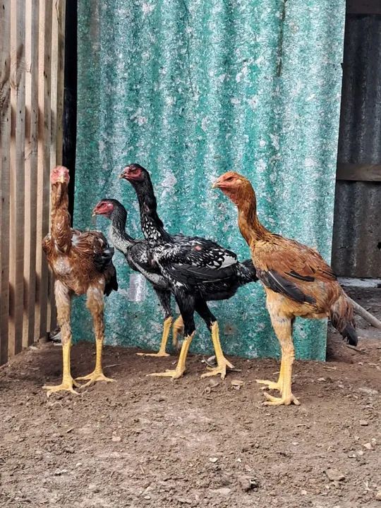 Frangos índio gigante  - Foto 4